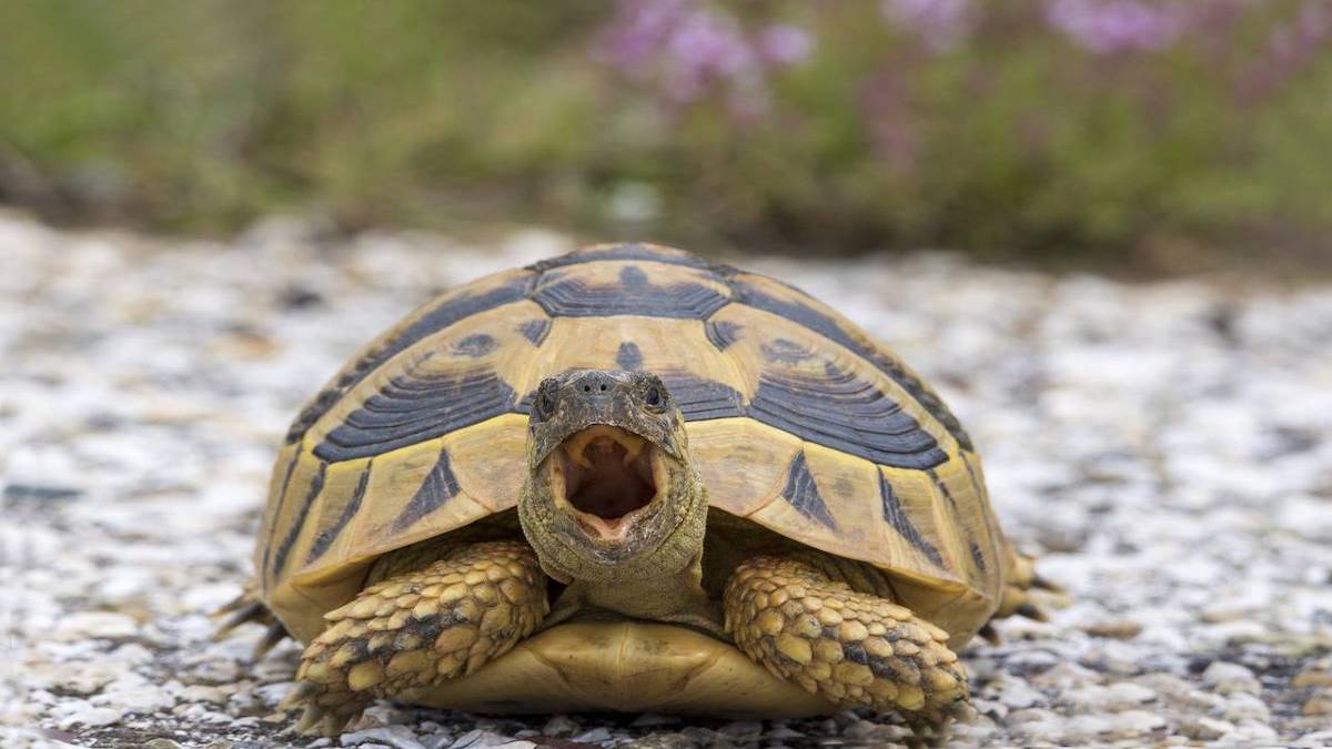 L’espérance de vie des tortues : voici combien de temps elles vivent selon leur espèce