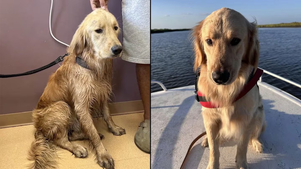 Leur chien tombe de leur bateau et disparaît, 36 heures plus tard un miracle se produit