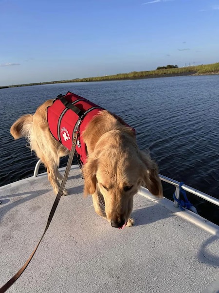 Leur chien tombe de leur bateau et disparaît, 36 heures plus tard un miracle se produit