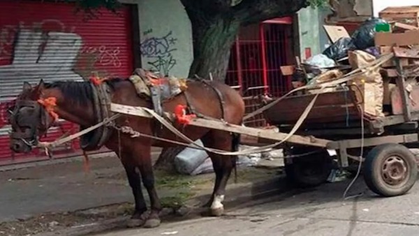 L’histoire incroyable de ces chevaux sauvés de la maltraitance qui attendent d’être adoptés