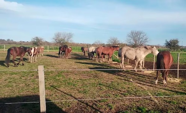 L’histoire incroyable de ces chevaux sauvés de la maltraitance qui attendent d’être adoptés