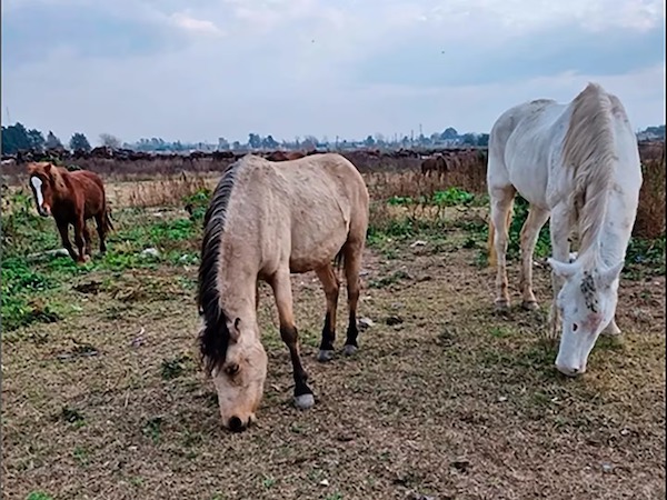 L’histoire incroyable de ces chevaux sauvés de la maltraitance qui attendent d’être adoptés