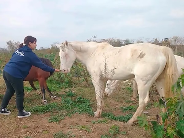 L’histoire incroyable de ces chevaux sauvés de la maltraitance qui attendent d’être adoptés