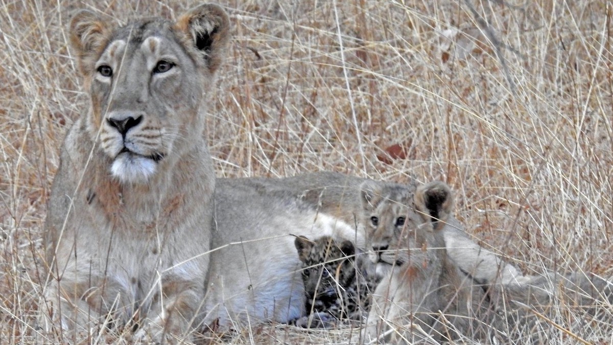 L'incroyable histoire de la mère lion qui a adopté un léopard comme si c'était son fils
