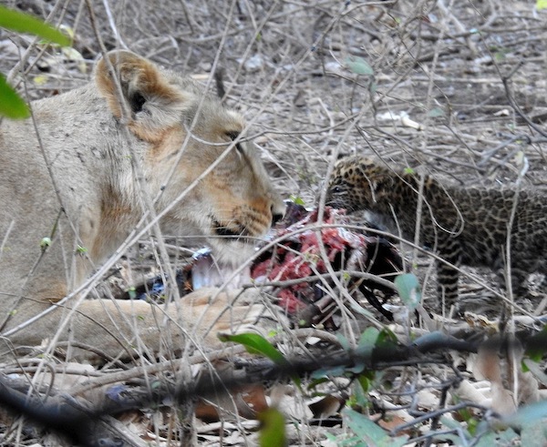 L'incroyable histoire de la mère lion qui a adopté un léopard comme si c'était son fils