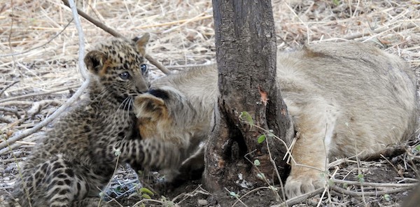 L'incroyable histoire de la mère lion qui a adopté un léopard comme si c'était son fils