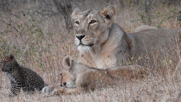 L'incroyable histoire de la mère lion qui a adopté un léopard comme si c'était son fils