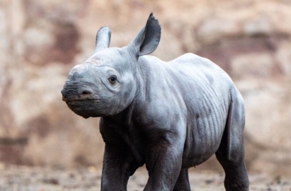 Naissance d’un rhinocéros blanc menacé d'extinction dans un zoo au Chili