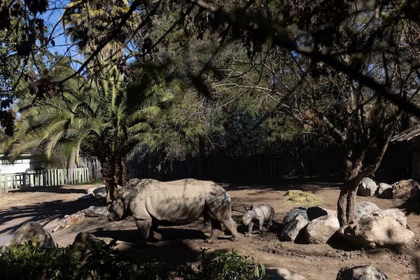 Naissance d’un rhinocéros blanc menacé d'extinction dans un zoo au Chili