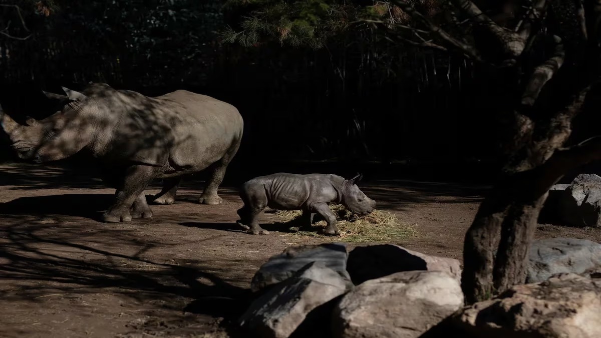 Naissance d’un rhinocéros blanc menacé d'extinction dans un zoo au Chili