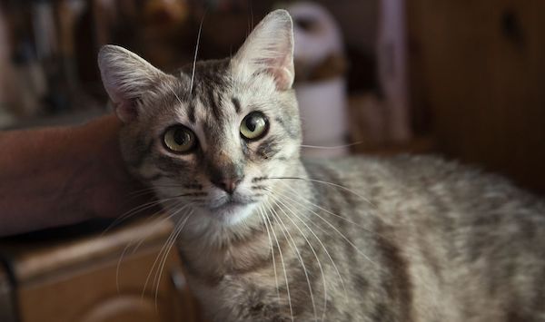 Votre chat vous regarde-t-il fixement la nuit ? Voici ce que cela signifie