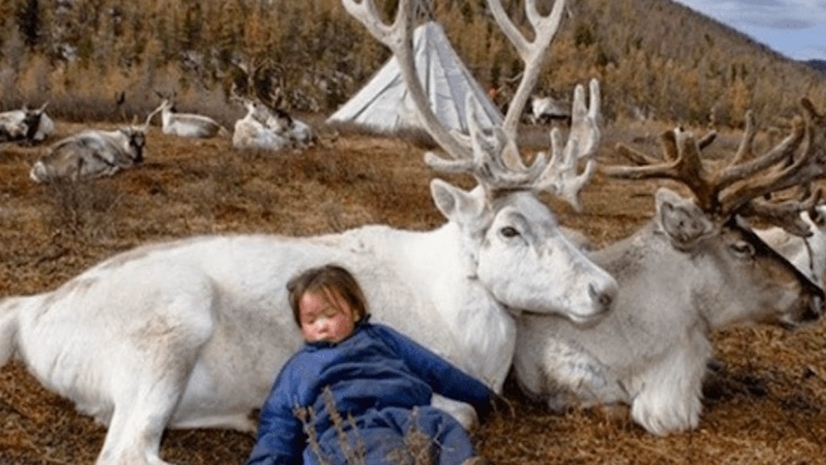 Photos inédites de rennes qui vivent en Mongolie, incroyable