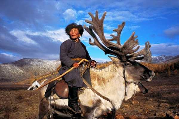 Photos inédites de rennes qui vivent en Mongolie, incroyable