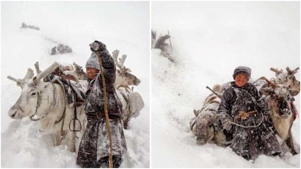 Photos inédites de rennes qui vivent en Mongolie, incroyable