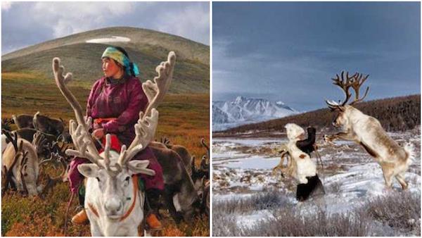 Photos inédites de rennes qui vivent en Mongolie, incroyable