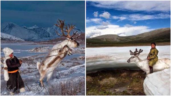 Photos inédites de rennes qui vivent en Mongolie, incroyable