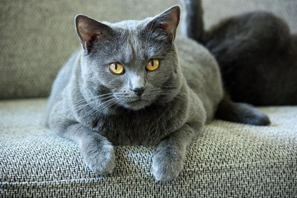 Pourquoi est-il bon d'avoir un chat gris à la maison ?