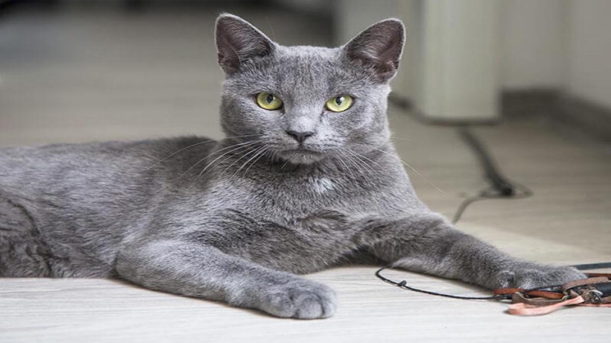 Pourquoi est-il bon d'avoir un chat gris à la maison ?