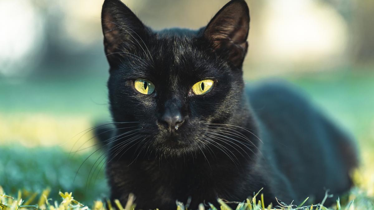 Pourquoi les chats noirs sont accusés de porter malheur ? La réponse est surprenante