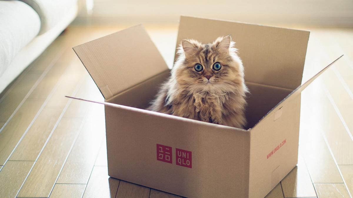 Pourquoi les chats se cachent-ils dans les boîtes ? Des vétérinaires répondent