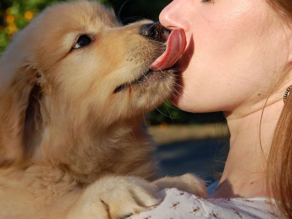 Pourquoi mon chien me lèche-t-il le visage ? Découvrez ce que cela signifie