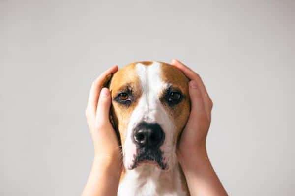 Que faire quand un chien est stressé ?