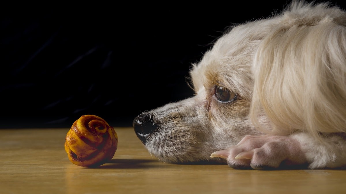 Que faire quand un chien est stressé ?