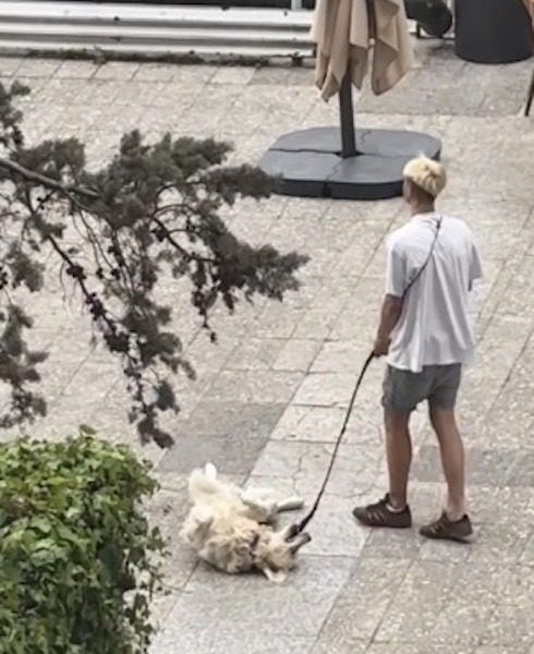 Son chien se couche en plein milieu de la rue et refuse d’avancer, un moment hilarant