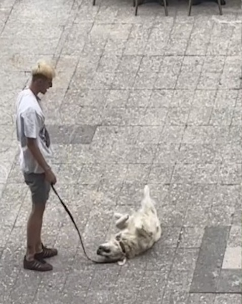 Son chien se couche en plein milieu de la rue et refuse d’avancer, un moment hilarant