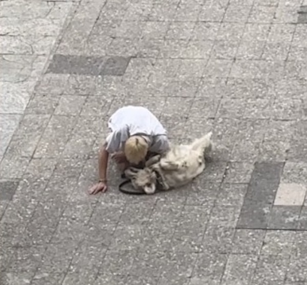 Son chien se couche en plein milieu de la rue et refuse d’avancer, un moment hilarant