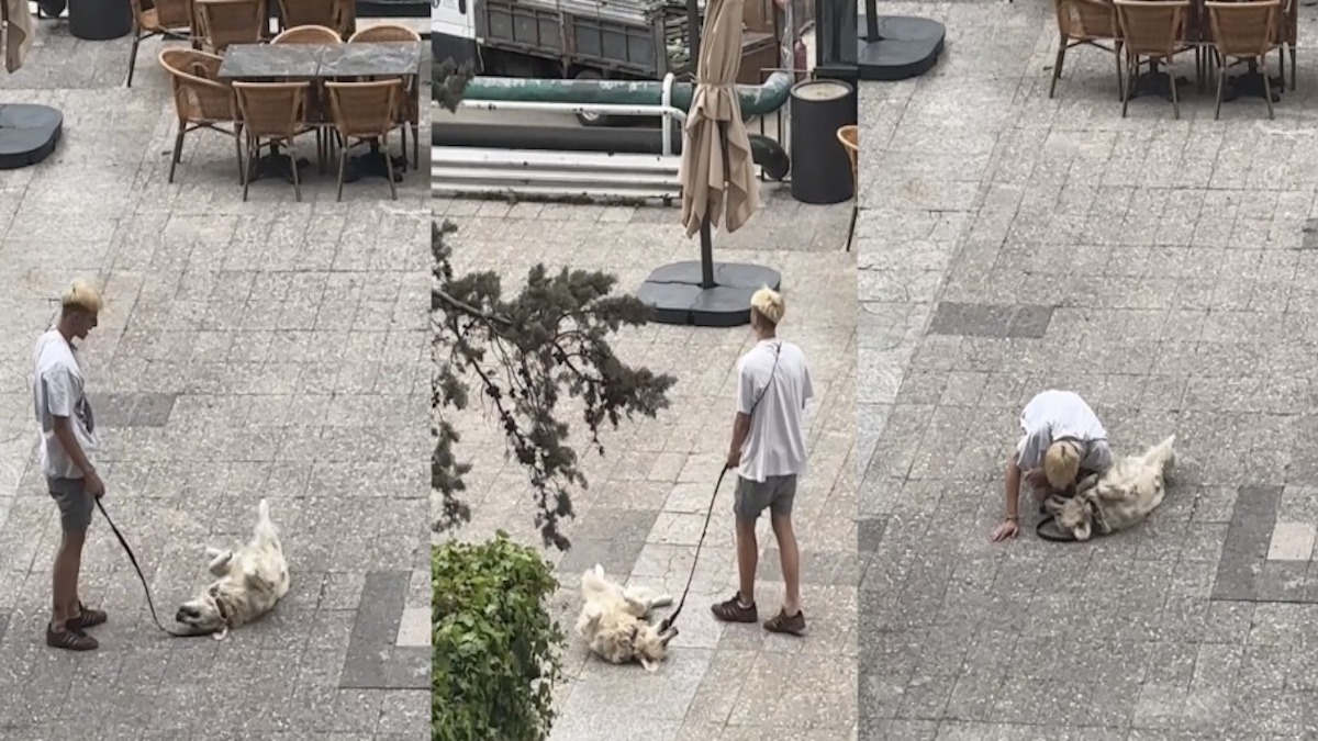 Son chien se couche en plein milieu de la rue et refuse d’avancer, un moment hilarant