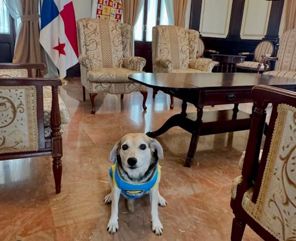 Tina Quera, la chienne du maire au Panama qui gagne le cœur de tous les citoyens