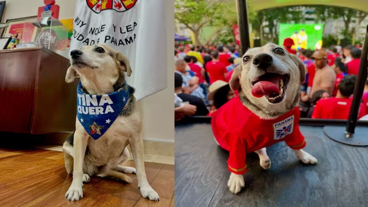 Tina Quera, la chienne du maire au Panama qui gagne le cœur de tous les citoyens
