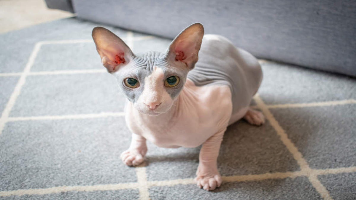 Tout savoir sur le chat Bambino : un félin sans poils, aux pattes courtes, interdit dans certains pays