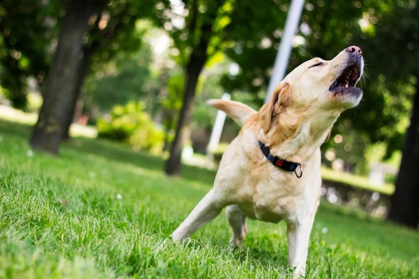 Tout savoir sur les différentes significations des aboiements des chiens