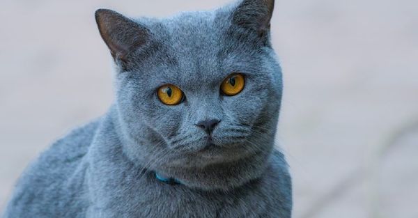 Tout savoir sur les races de chats interdites dans le monde