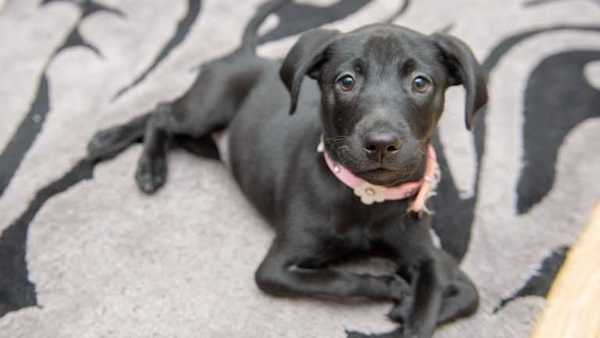 Un adolescent adopte un chiot handicapé qui saute comme un kangourou, ils deviennent inséparables