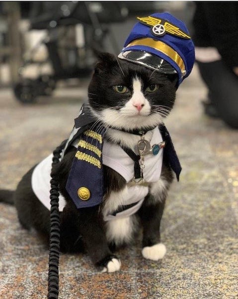 Un aéroport engage un chat de thérapie pour calmer l’anxiété des voyageurs