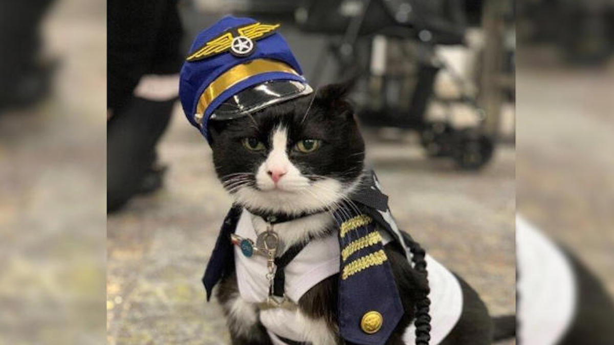 Un aéroport engage un chat de thérapie pour calmer l’anxiété des voyageurs
