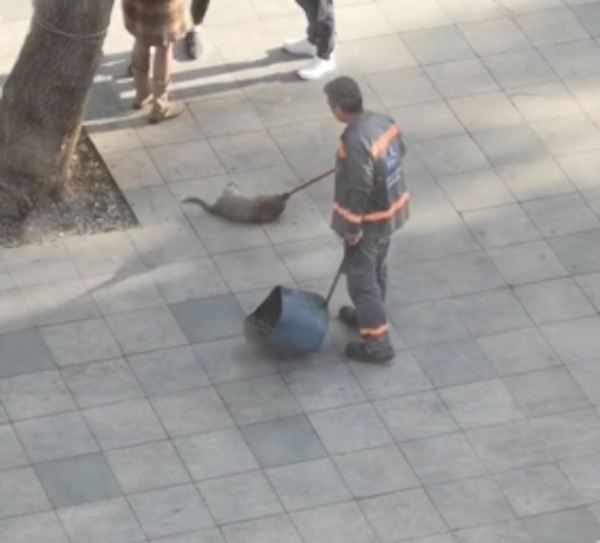 Un balayeur joue avec son balai et un chat errant, la scène surprend tout le monde