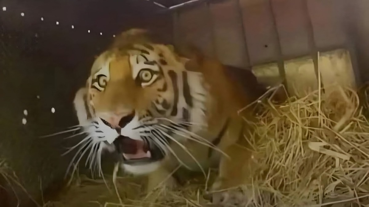 Un bébé tigre rejeté par sa mère trouve du réconfort auprès d'un chiot, devenu son meilleur ami