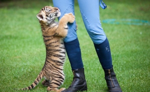 Un bébé tigre rejeté par sa mère trouve du réconfort auprès d'un chiot, devenu son meilleur ami