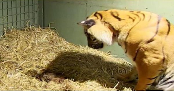 Un bébé tigre rejeté par sa mère trouve du réconfort auprès d'un chiot, devenu son meilleur ami