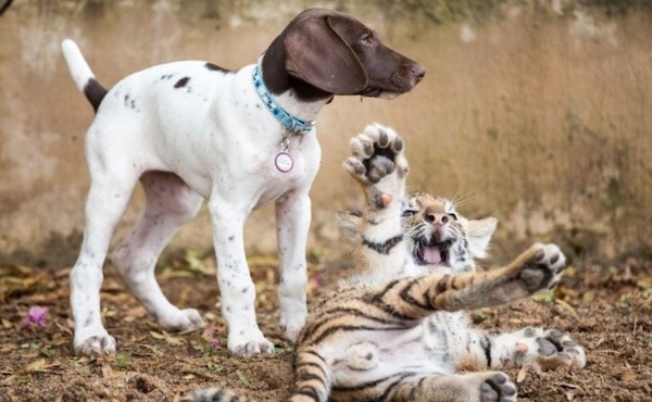 Un bébé tigre rejeté par sa mère trouve du réconfort auprès d'un chiot, devenu son meilleur ami