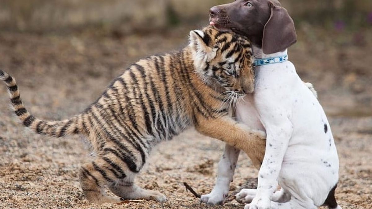 Un bébé tigre rejeté par sa mère trouve du réconfort auprès d'un chiot, devenu son meilleur ami