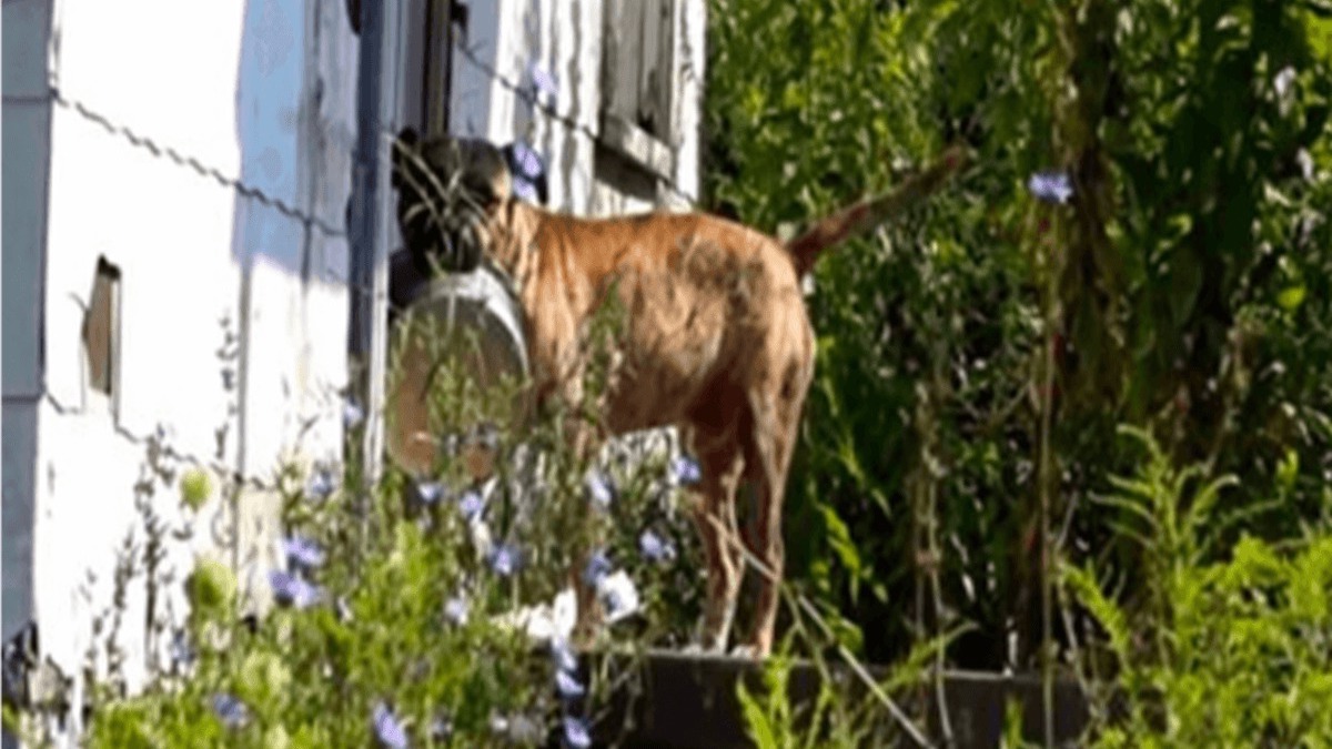 Un chien abandonné demande de l'aide en transportant sa gamelle de maison en maison