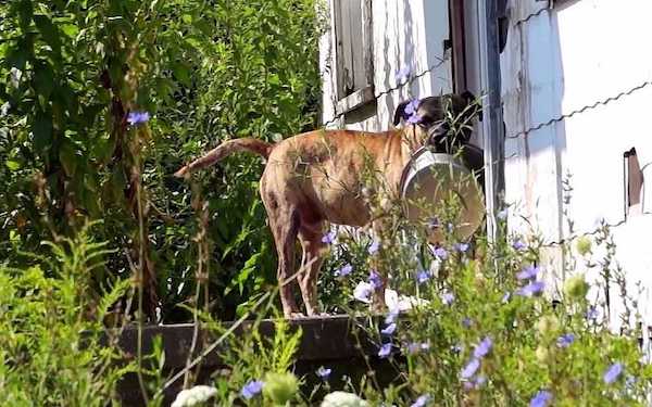 Un chien abandonné demande de l'aide en transportant sa gamelle de maison en maison