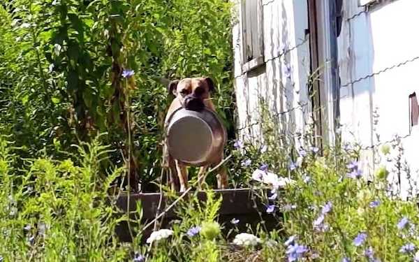 Un chien abandonné demande de l'aide en transportant sa gamelle de maison en maison