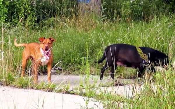 Un chien abandonné demande de l'aide en transportant sa gamelle de maison en maison