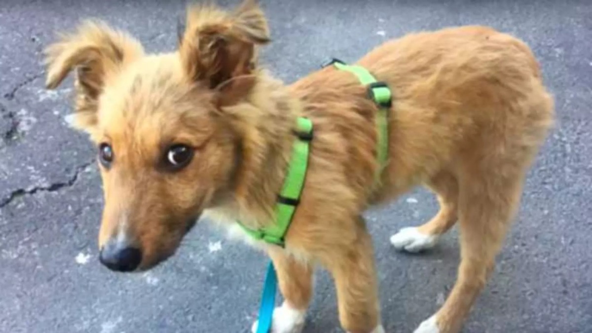 Un chien errant en quête d'amour : il suit les gens jusqu'à leur porte pour trouver un foyer